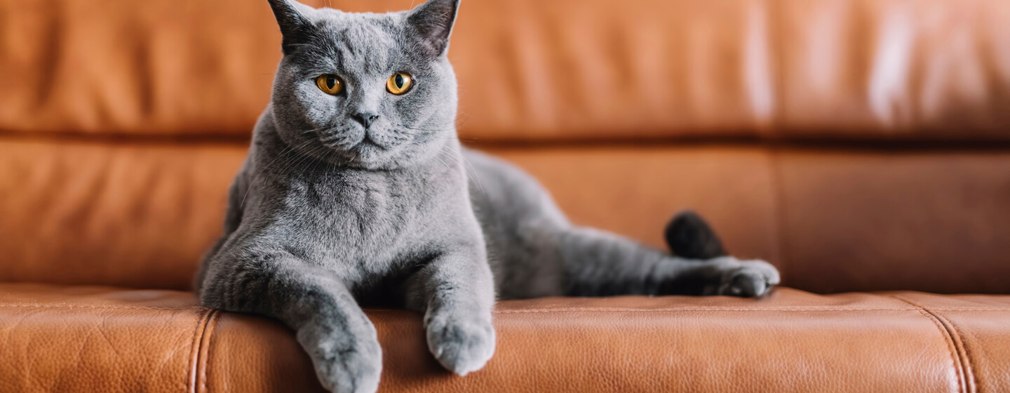 Leather sofa with cats best sale